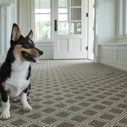 dog on carpet floors